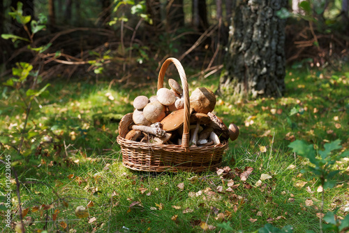 Fresh boletus mushrooms in the basket