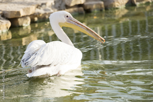 white pelican in lake  © Ali Alawartani
