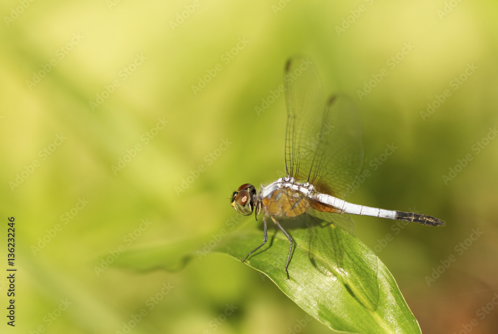 Close up image of blue dragonfly on natural green background Close up image of blue dragonfly on natural green background