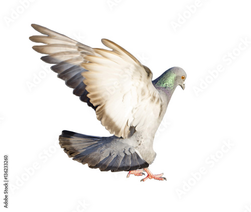 Flying pigeon isolated on white background