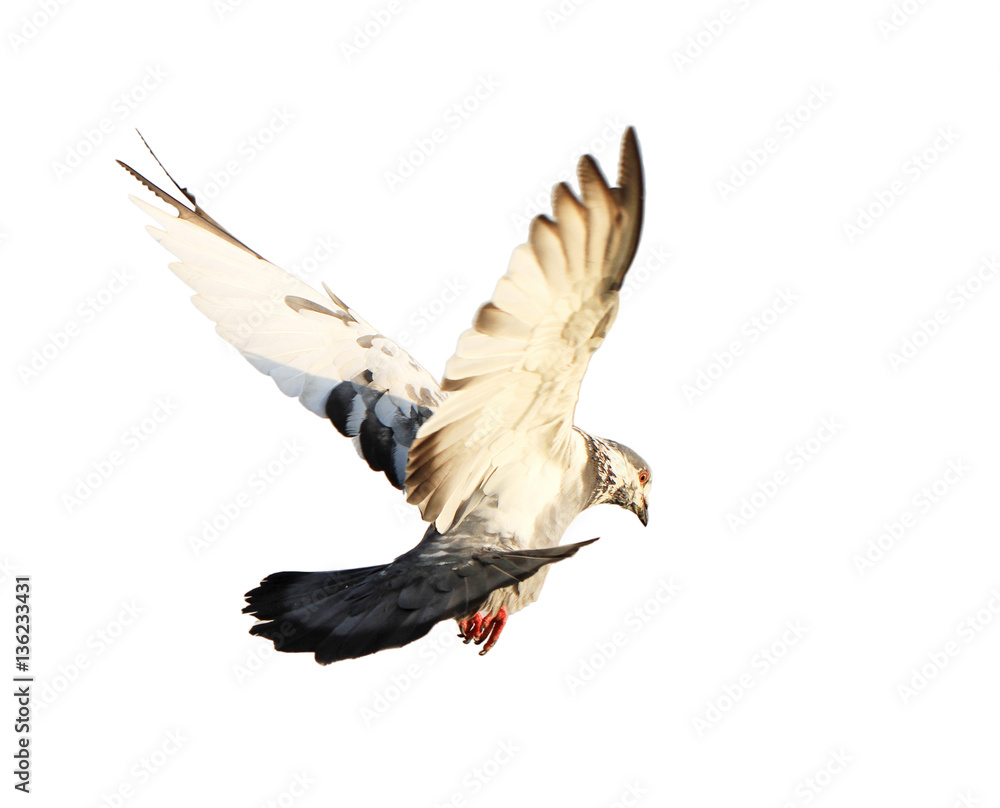 Naklejka premium Flying pigeon isolated on white background