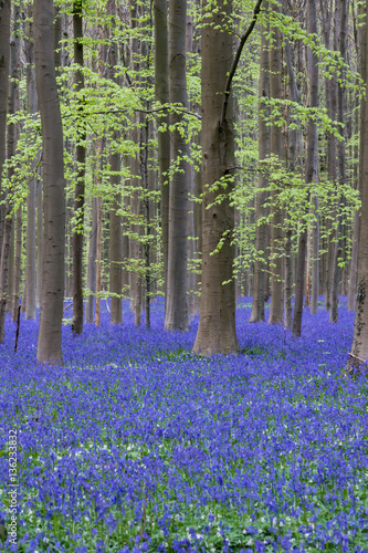 bluebells in a forest