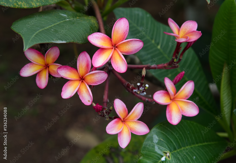 Pink Plumeria Pink Plumeria