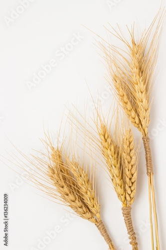 Three bunch  of wheat on a white background close-up