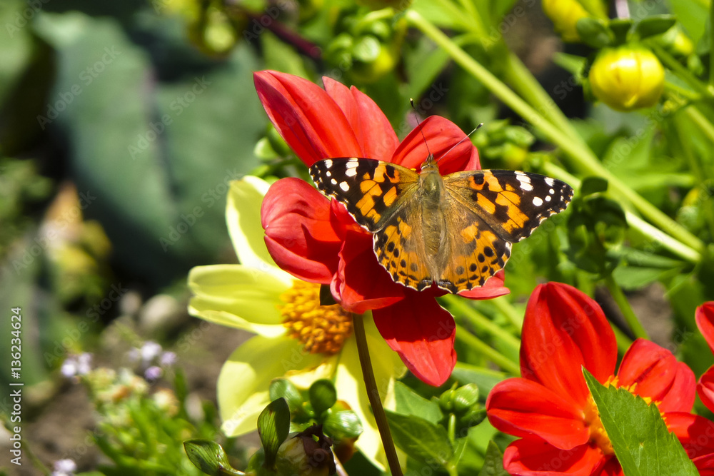 Painted Lady butterfly, Vanessa cardui, on red Dahlia flower Painted Lady butterfly, Vanessa cardui, on red Dahlia flower