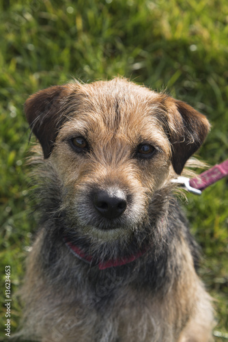 Portrait of small border terrier cross
