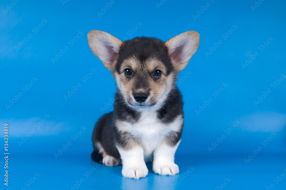 Pembroke Welsh Corgi puppy Pembroke Welsh Corgi puppy