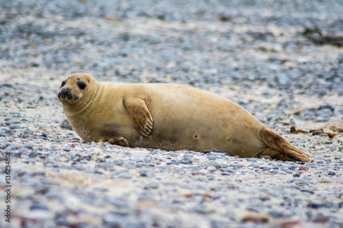 Robbe/Seehung am Strand