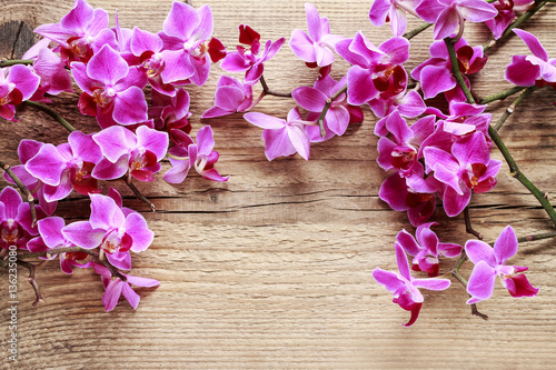 Beautiful pink orchid flowers on wood