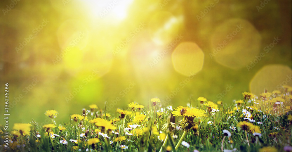 Wiosny łąka z dandelions i pszczoła w świetle słonecznym
