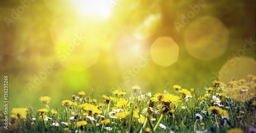 Fototapeta Wiosny łąka z dandelions i pszczoła w świetle słonecznym