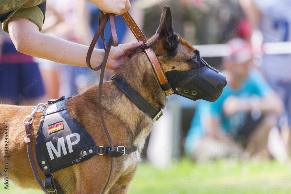 german military police dog with muzzle shows to a suspect Stock