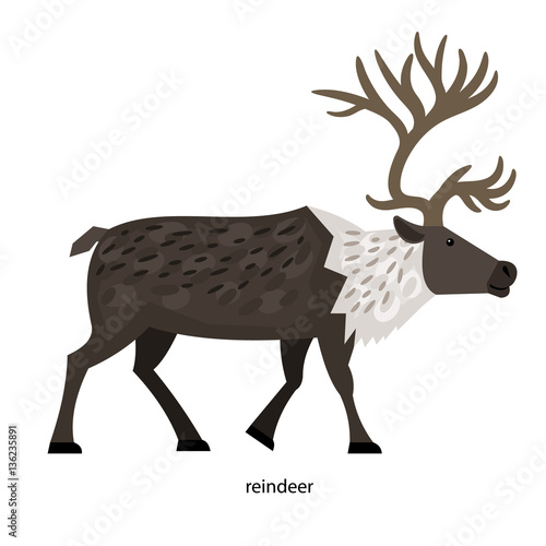 Reindeer - cloven-hoofed mammal quite large