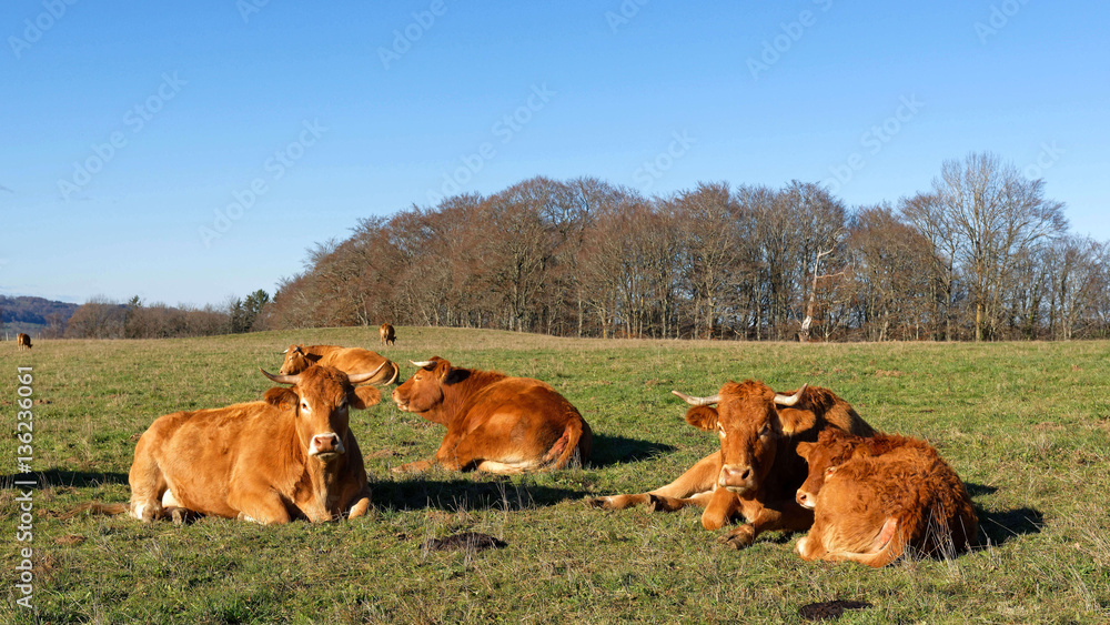 Bovins race Aubrac Stock Photo Adobe Stock