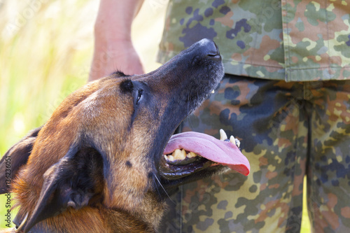 Fototapeta Naklejka Na Ścianę i Meble -  german military police dog shows to his owner