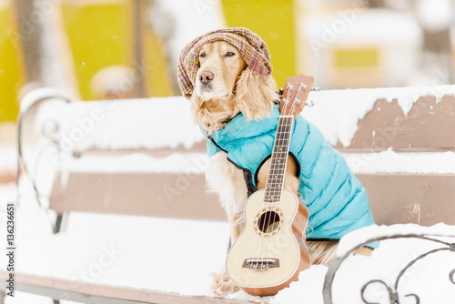 Dog in the snow with a guitar