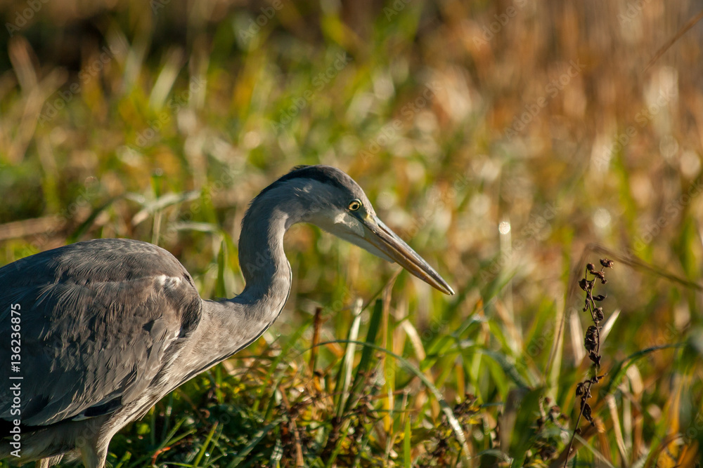 Fototapeta premium Hunting Heron 