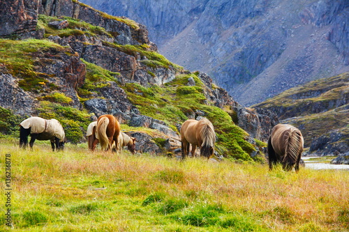 Paarden in het wild in Groenland