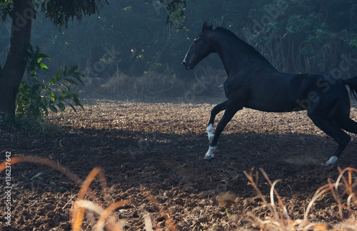 running marwari black stallion at freedom. India photo