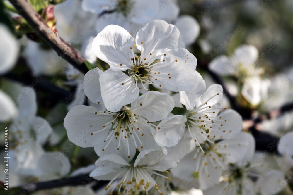 Obraz premium вишня в цвету