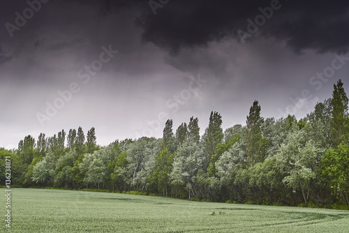 A tree windbreak next to a wheat field on a stormy day