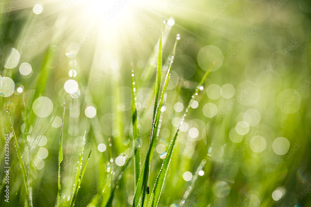 Obraz premium Świeża zielona trawa z wodą spada na tle promieni słonecznych. Nieostrość