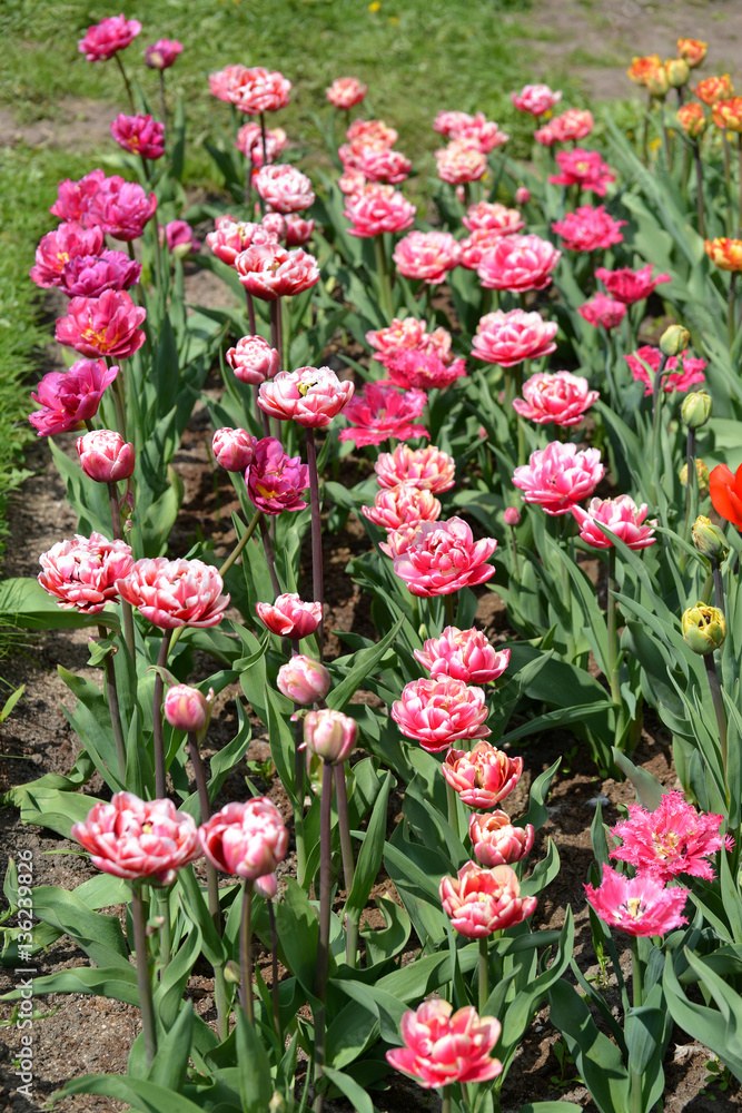 The blossoming high-quality tulips in a spring garden The blossoming high-quality tulips in a spring garden