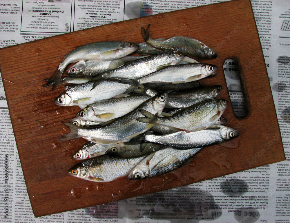 Background still life with river fish and kitchen board Background still life with river fish and kitchen board