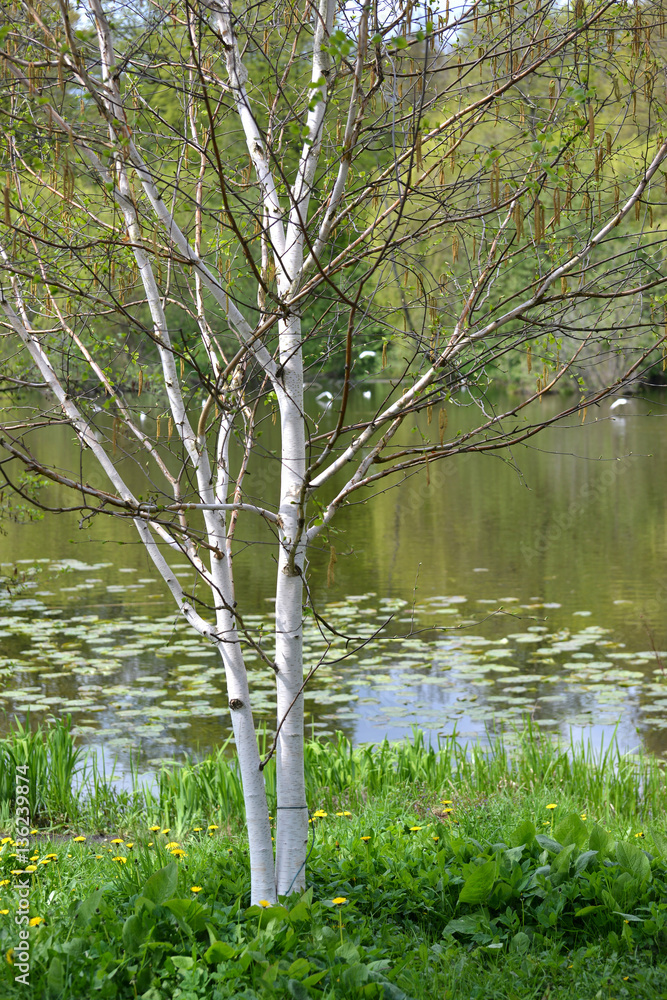 Obraz premium The blossoming birch useful (Himalaya) (Betula utilis D.Don) on