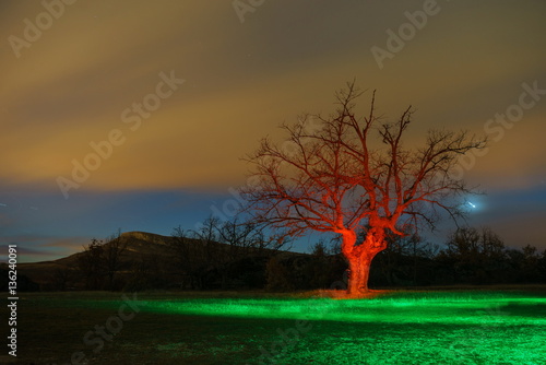 Red tree in a bright night.