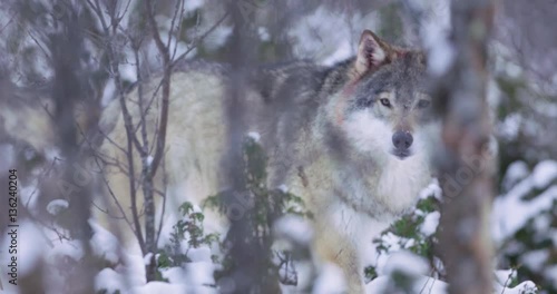 Two wolves in dense forest rivaling