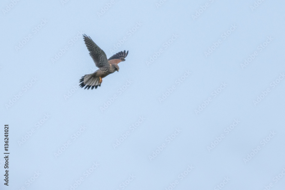 Common krestel (Falco tinnunculus) Common krestel (Falco tinnunculus)