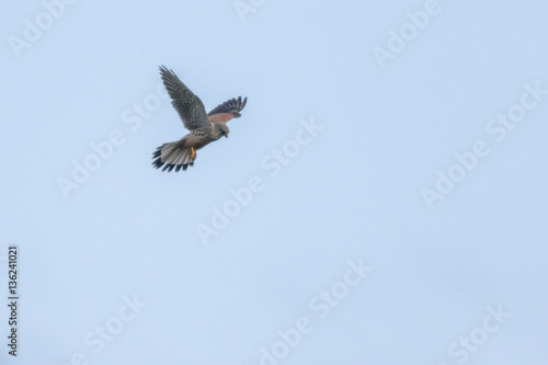 Common krestel (Falco tinnunculus) © Rosemarie Kappler