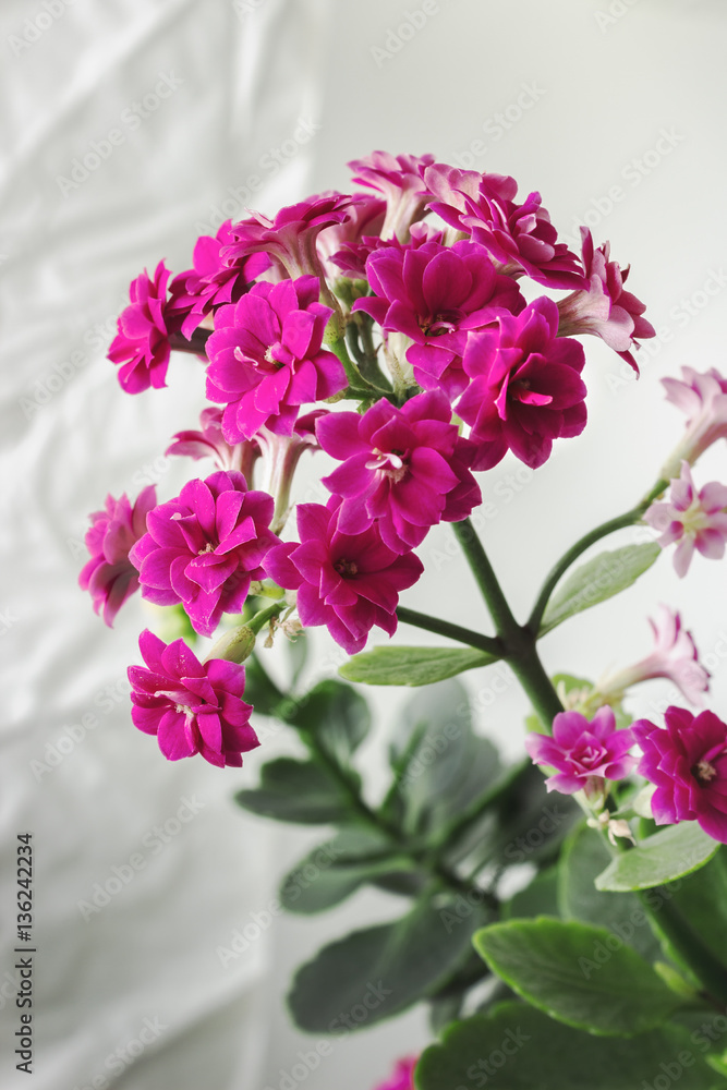 Kalanchoe, flowering in the indoor environment Kalanchoe, flowering in the indoor environment