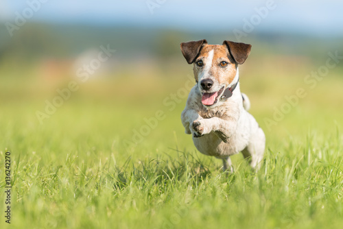 dog running across the meadow - Jack Russell Terrier 9 years old