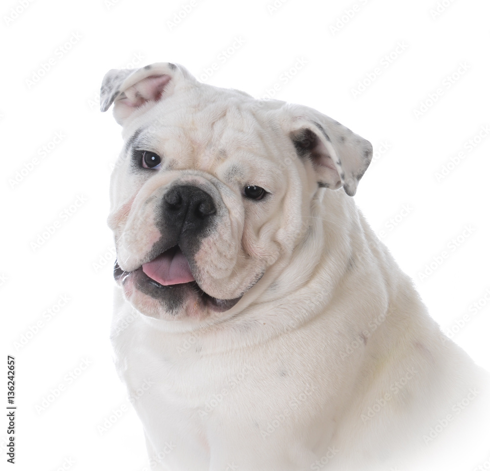 young male bulldog portrait