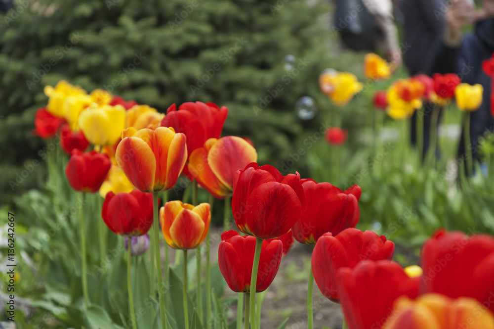 Fototapeta premium Multicolored Tulips