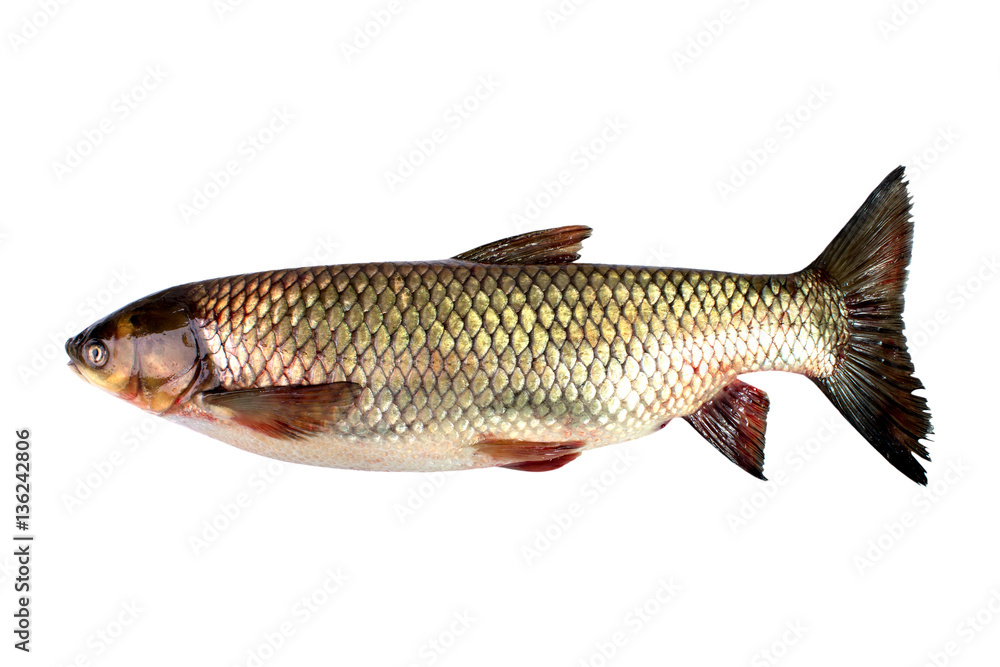grass carp really fresh on a white background Thunnus grass carp really fresh on a white background Thunnus