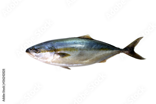 Bluefin tuna is really fresh on a white background Thunnus