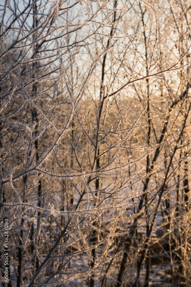Frozen branches lit by rising sun.
Wintry scene in warm tones. Frozen branches lit by rising sun.
Wintry scene in warm tones.