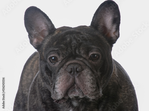 brindle french bulldog © Willee Cole