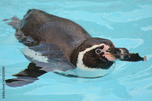 フンボルトペンギン