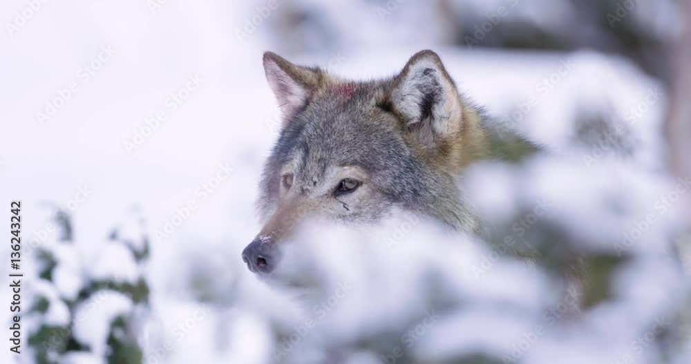 Portrait of wounded wolf sneaking in forest Portrait of wounded wolf sneaking in forest
