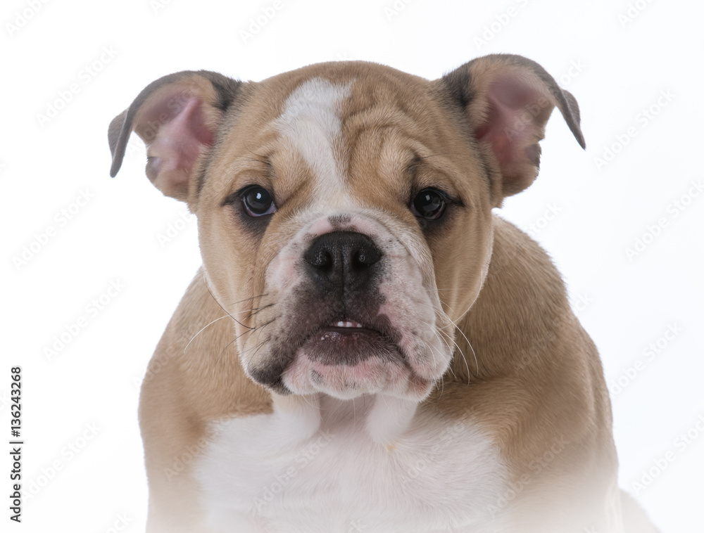 bulldog puppy portrait