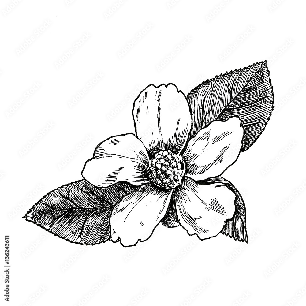 Fototapeta premium Floral4