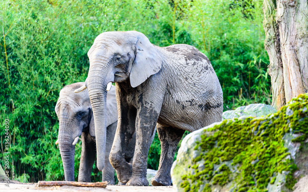 Happy and relaxed elephant family