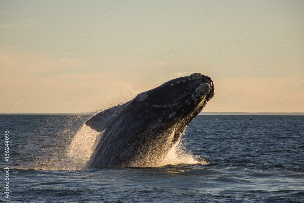 Fototapeta premium ballena franca austral saltando
