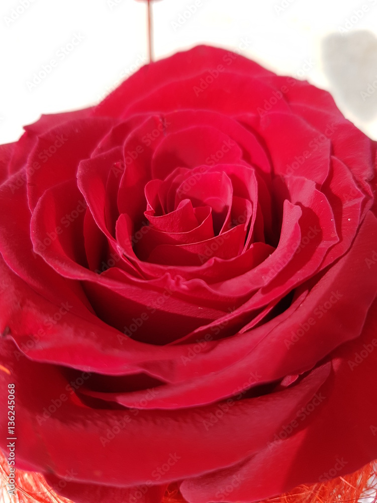 Naklejka premium Rosa Rossa