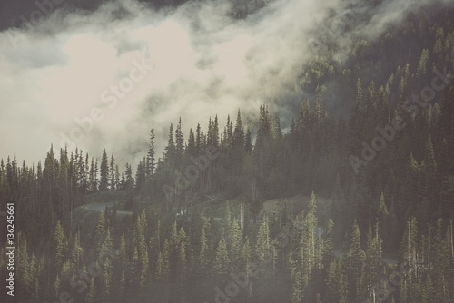Obraz mgła osadzająca się na drzewach