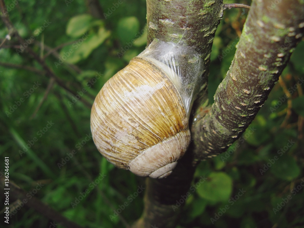 snail,, nature, tree, animals snail,, nature, tree, animals